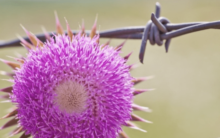 Virtue of the Week — Optimism